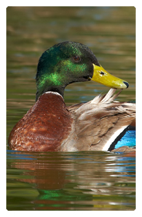 DF35T 308 Duck Mallard